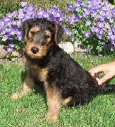 Airedale Terrier puppy, Flaire Kennel, Warsaw